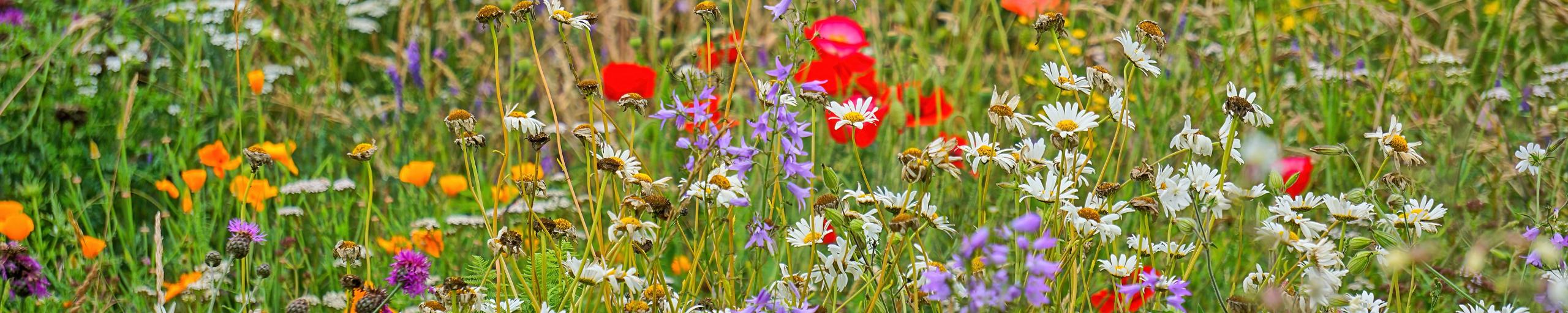 foto van bloemen op de natuurbegraafplaats